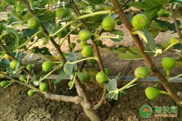 无花果的田间管理技术-图片版权归惠农网所有
