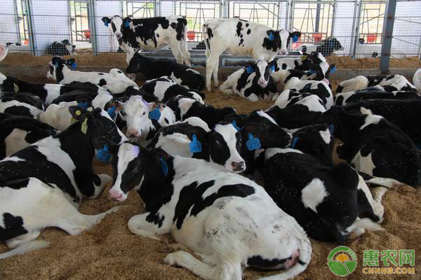 养殖课堂：奶牛养殖要点和误区-图片版权归惠农网所有