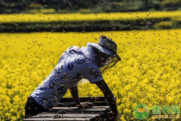 蜜蜂养殖管理要点-图片版权归惠农网所有