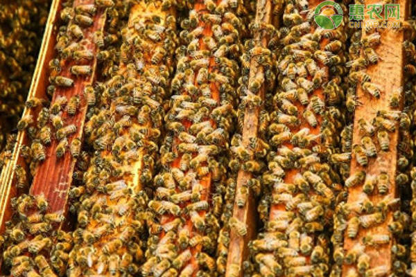 蜜蜂的养殖技术-图片版权归惠农网所有