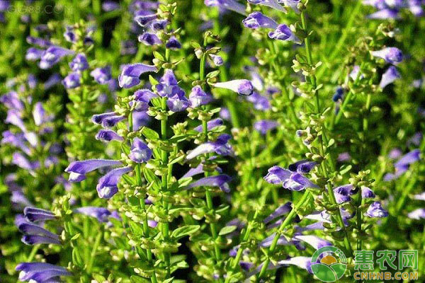 黄岑怎么种？黄岑栽培技术要点-图片版权归惠农网所有