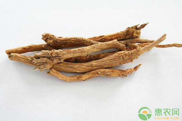 黄岑怎么种？黄岑栽培技术要点-图片版权归惠农网所有