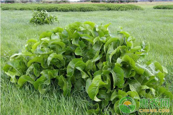 山葵怎么种植?山葵高产种植技术要点 山葵怎么种植?山葵高产种植技术要点-图片版权归惠农网所有