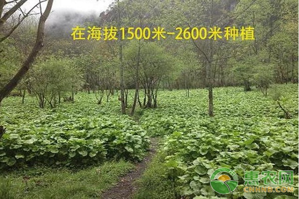 山葵怎么种植?山葵高产种植技术要点 山葵怎么种植?山葵高产种植技术要点-图片版权归惠农网所有