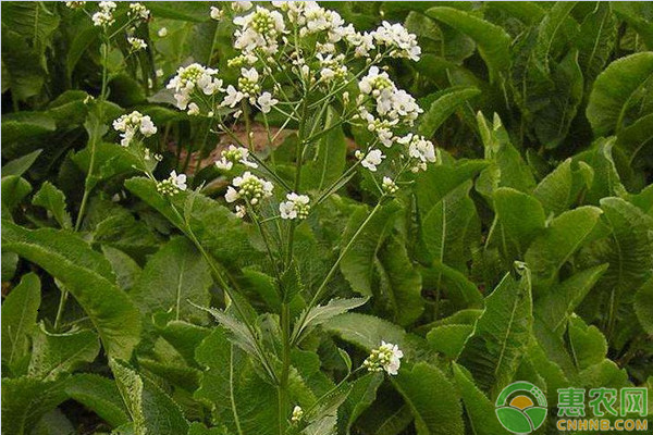 山葵种植技术，这么管理高产高质！-图片版权归惠农网所有