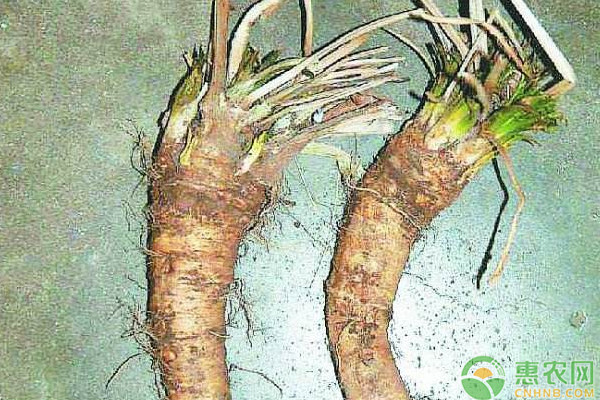 山葵种植技术，这么管理高产高质！-图片版权归惠农网所有