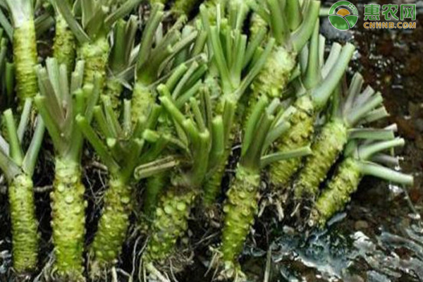 山葵如何种植品质好产量高?-图片版权归惠农网所有