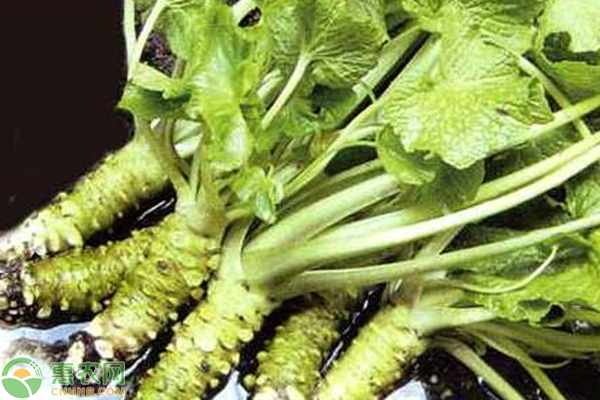 山葵如何种植品质好产量高?-图片版权归惠农网所有