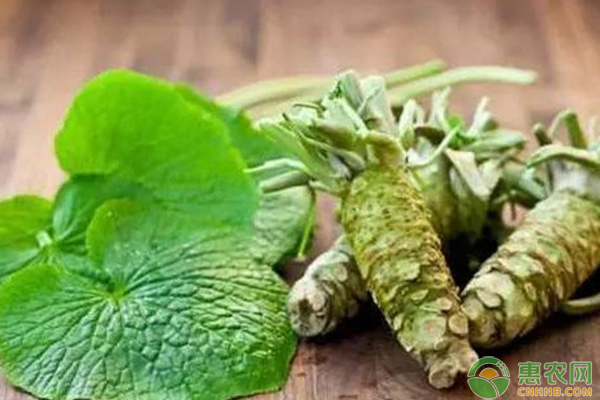 山葵如何种植品质好产量高?-图片版权归惠农网所有