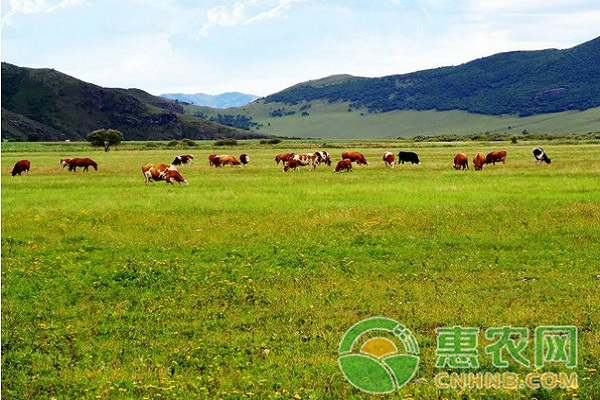 冬季奶牛饲养管理要点及注意事项-图片版权归惠农网所有