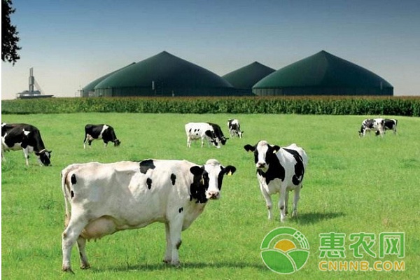 冬季奶牛饲养管理要点及注意事项-图片版权归惠农网所有