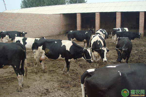 奶牛患病如何识别 奶牛患病如何识别?教你12个方法(建议收藏)-图片版权归惠农网所有