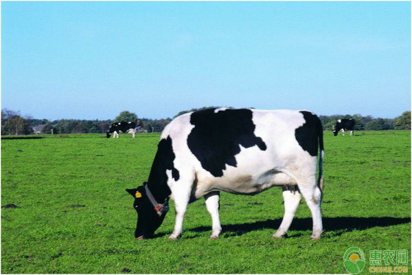 奶牛得病识别方法 奶牛患病如何识别?教你12个方法(建议收藏)-图片版权归惠农网所有