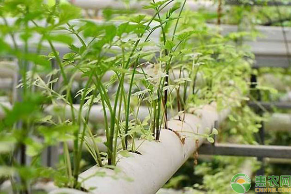 无土蔬菜栽培 无土蔬菜栽培是怎样实现的?有什么优点?-图片版权归惠农网所有