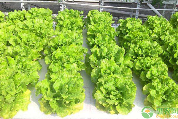 无土蔬菜栽培概念 无土蔬菜栽培是怎样实现的?有什么优点?-图片版权归惠农网所有