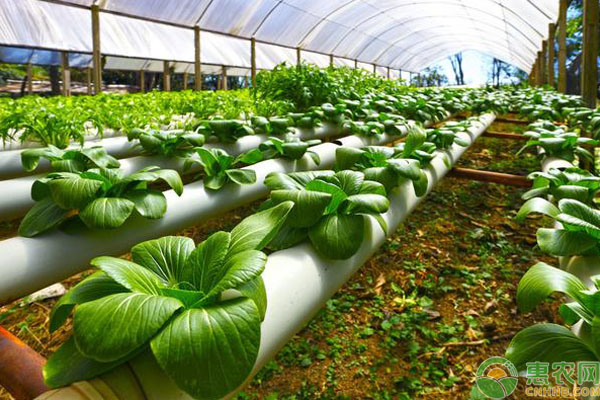 无土蔬菜栽培优点 无土蔬菜栽培是怎样实现的?有什么优点?-图片版权归惠农网所有