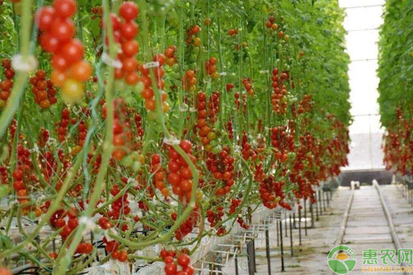 无土蔬菜 哪些蔬菜适合无土栽培?无土蔬菜栽培技术要点-图片版权归惠农网所有