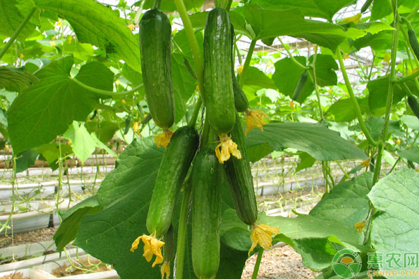 无土蔬菜栽培管理 哪些蔬菜适合无土栽培?无土蔬菜栽培技术要点-图片版权归惠农网所有