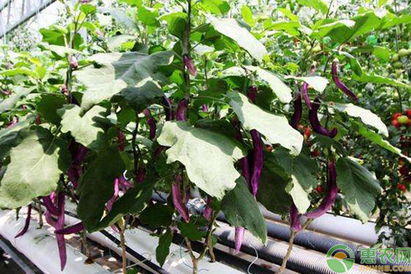 无土蔬菜栽培 哪些蔬菜适合无土栽培?无土蔬菜栽培技术要点-图片版权归惠农网所有