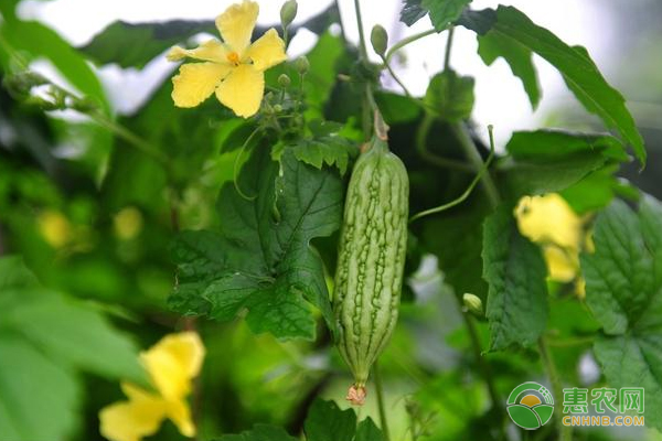 盆栽无土蔬菜的种植技术-图片版权归惠农网所有