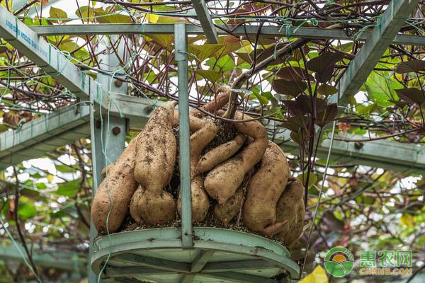 盆栽无土蔬菜的种植技术-图片版权归惠农网所有