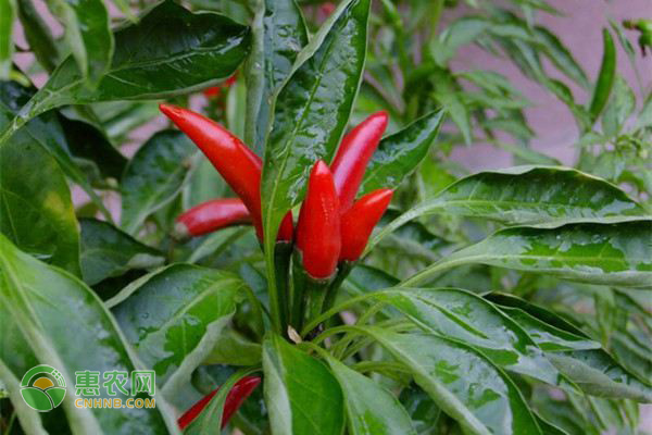 盆栽无土蔬菜的种植技术-图片版权归惠农网所有