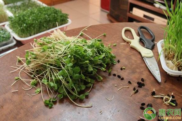 家庭无土芽苗菜怎么种？需要哪些工具？-图片版权归惠农网所有