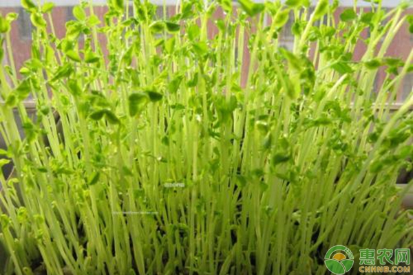 家庭无土芽苗菜怎么种？需要哪些工具？-图片版权归惠农网所有