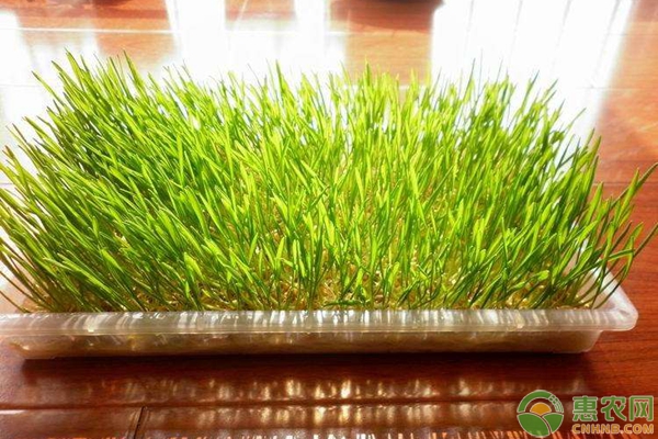 家庭无土芽苗菜怎么种？需要哪些工具？-图片版权归惠农网所有