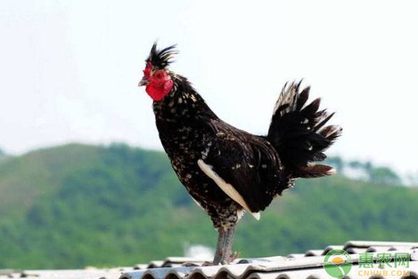 贵妇鸡的饲养管理要点 贵妇鸡的饲养管理要点-图片版权归惠农网所有