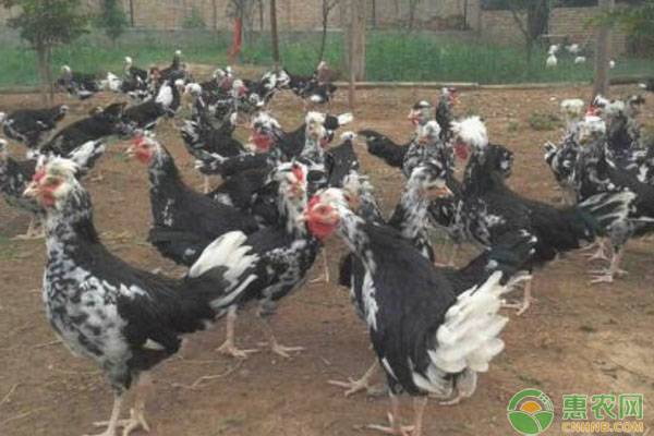 贵妇鸡的饲养管理要点 贵妇鸡的饲养管理要点-图片版权归惠农网所有