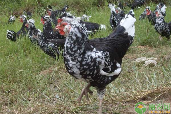 贵妃鸡能长多少斤?养多久下蛋?-图片版权归惠农网所有