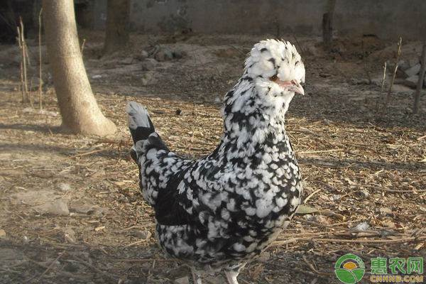 贵妃鸡能长多少斤?养多久下蛋?-图片版权归惠农网所有