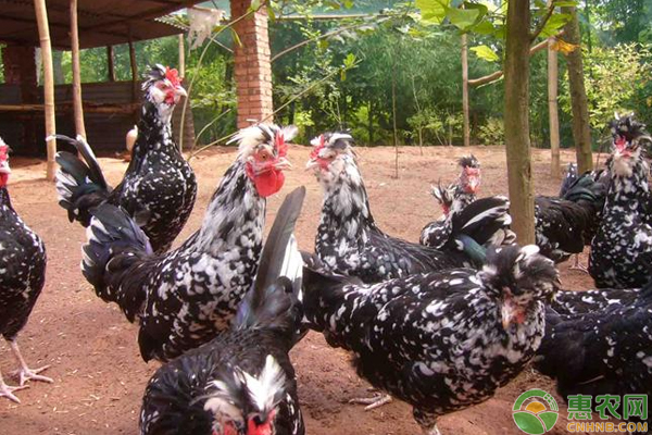 贵妃鸡能长多少斤?养多久下蛋?-图片版权归惠农网所有