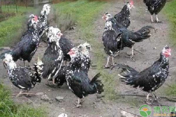 贵妃鸡养殖及疫病防治-图片版权归惠农网所有