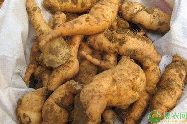 地黄的种植技术要点-图片版权归惠农网所有