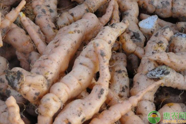 地黄的种植技术要点-图片版权归惠农网所有