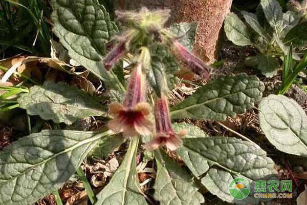 地黄的追肥管理与栽培管理 地黄的追肥管理与栽培管理-图片版权归惠农网所有