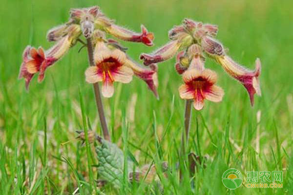 地黄的追肥管理与栽培管理 地黄的追肥管理与栽培管理-图片版权归惠农网所有