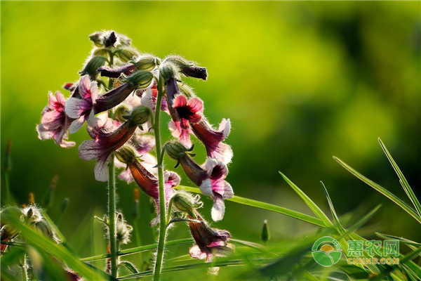 地黄的追肥管理与栽培管理 地黄的追肥管理与栽培管理-图片版权归惠农网所有