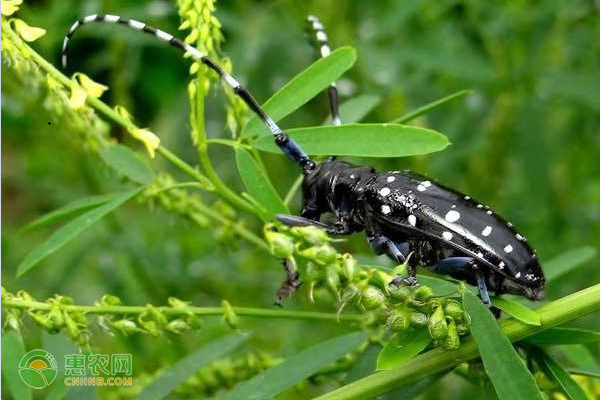 天牛防治技术大全-图片版权归惠农网所有