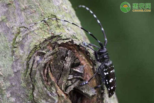 天牛防治技术大全-图片版权归惠农网所有