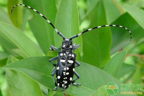 天牛防治技术大全-图片版权归惠农网所有