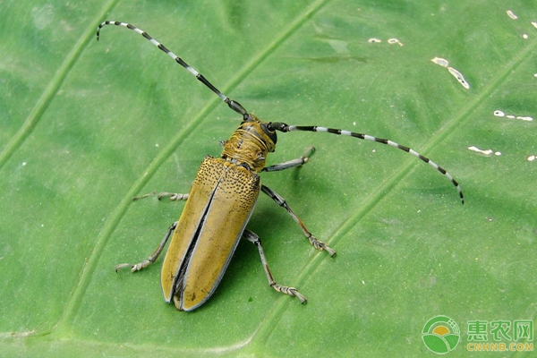 小小天牛危害巨大，果农要如何防治天牛？-图片版权归惠农网所有