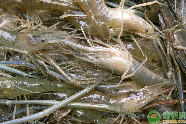 河虾养殖技术 夏季养殖河虾的技术及管理-图片版权归惠农网所有