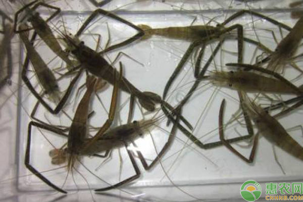 河虾养殖 夏季养殖河虾的技术及管理-图片版权归惠农网所有