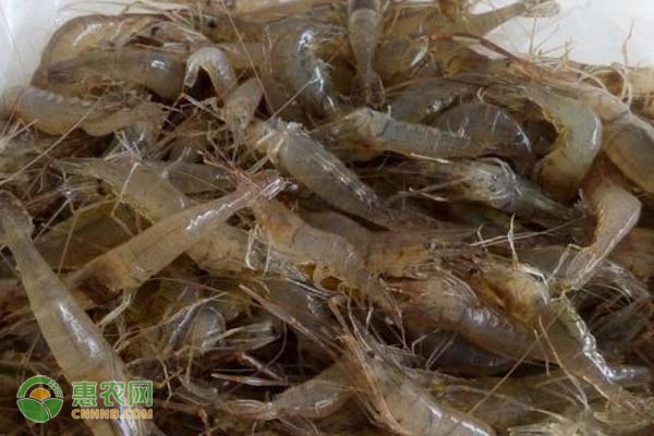 河虾的养殖管理技术-图片版权归惠农网所有