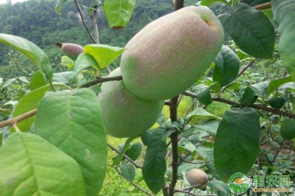 木瓜的高效种植技术及后期培育管理-图片版权归惠农网所有