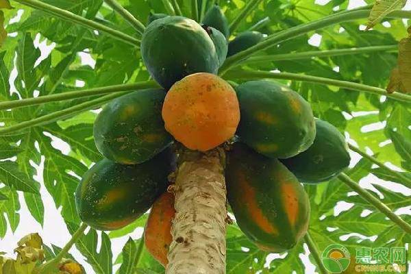 木瓜的种植时间及方法-图片版权归惠农网所有