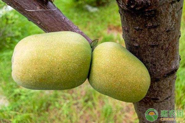 红心木瓜的种植技术-图片版权归惠农网所有